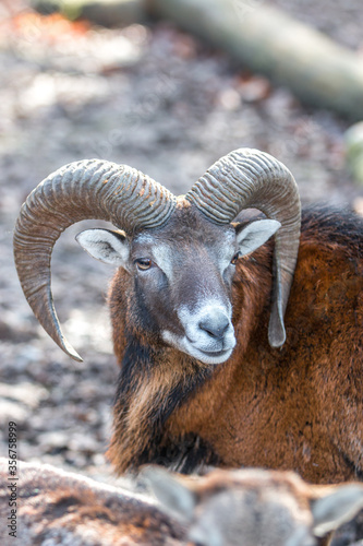 European mouflon (in german Europäischer Mufflon) Ovis gmelini musimon, Ovis orientalis musimon, Ovis aries musimon