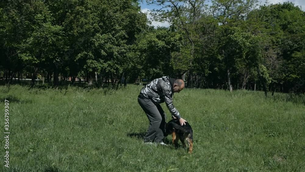 A man walks with a dog in the park. German shepherd. Favorite animal Dog training in the park A man walks with a dog in the park. German shepherd. Favorite animal Dog training in the park