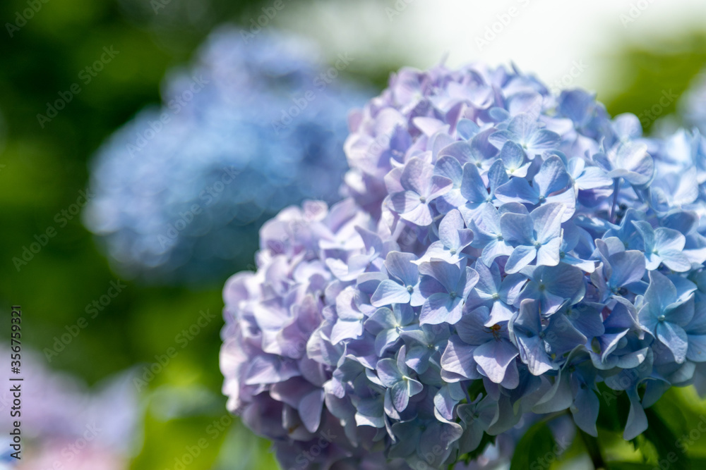 紫陽花の花 東京都葛飾区 日本 紫陽花の花 東京都葛飾区 日本