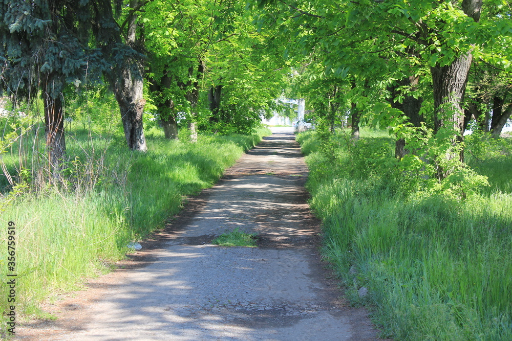 footpath in the park