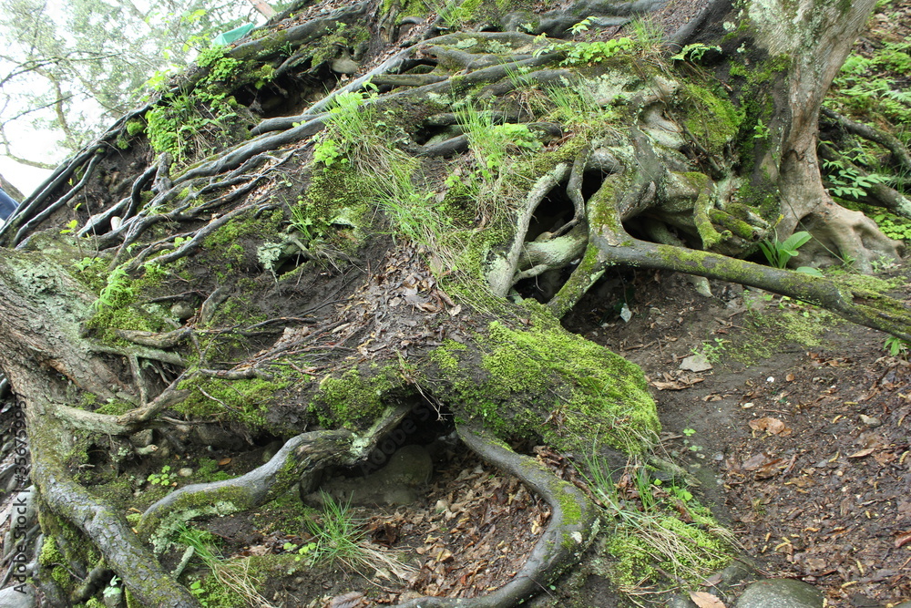 Obraz premium roots of tree