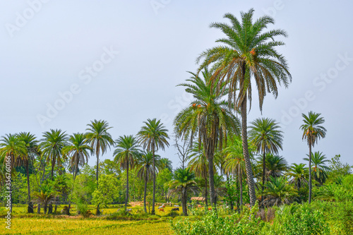 Fototapeta Naklejka Na Ścianę i Meble -  Date Palm Trees Are Looking Beautiful View At Outdoor.