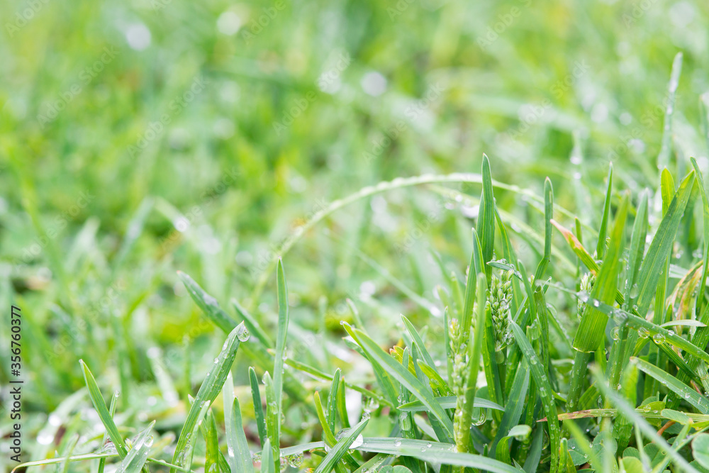 young grass sprouts after rain - fresh summer background young grass sprouts after rain - fresh summer background