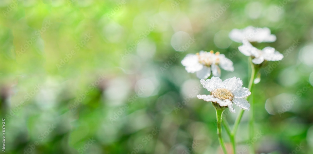 matricaria flower on the background of a blurred field
