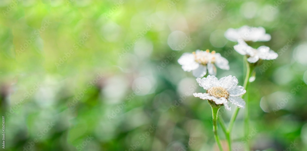 matricaria flower on the background of a blurred field matricaria flower on the background of a blurred field