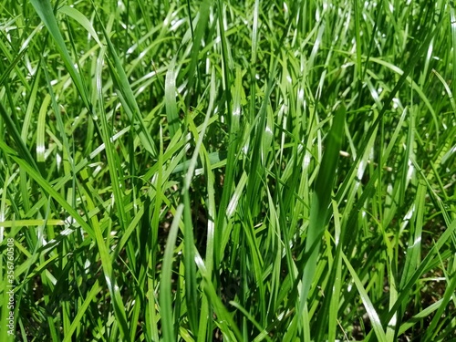 green juicy grass in the sun