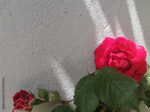 Roses have bloomed. ROSE on a gray background.