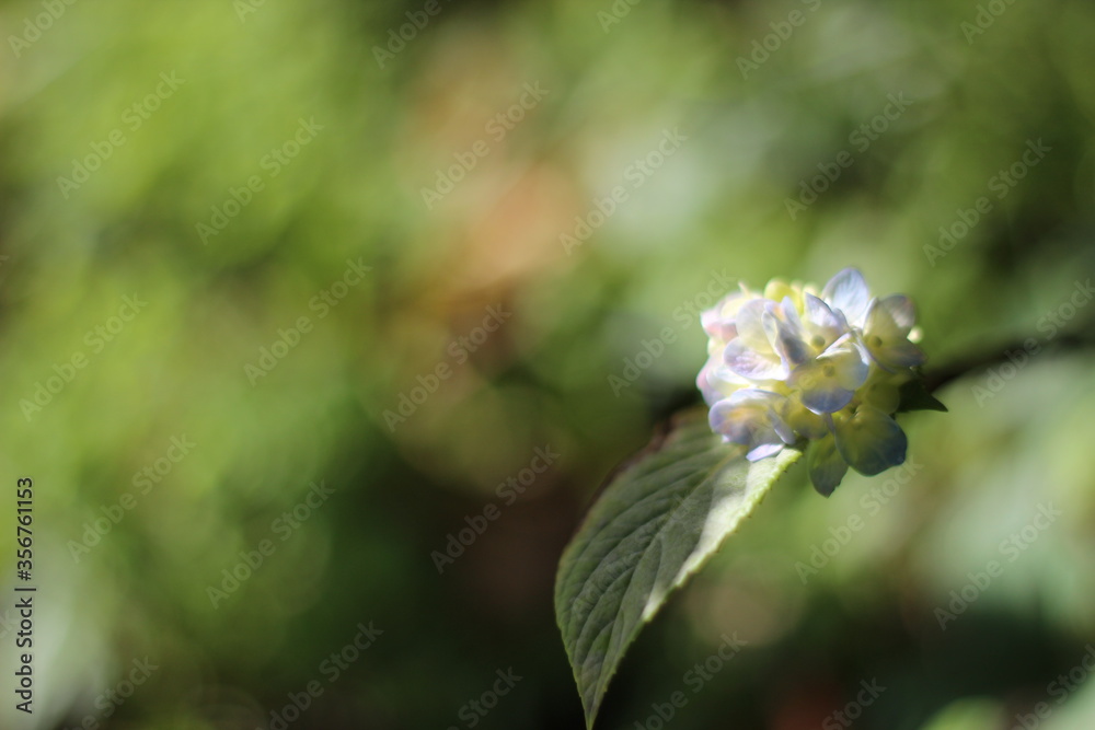 Fototapeta premium flower