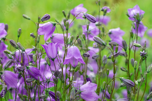 bellflowers or campanula - soft light background