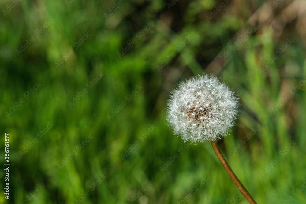 A lone dandelion with ripened seeds grows on the right against the background of dense green grass.