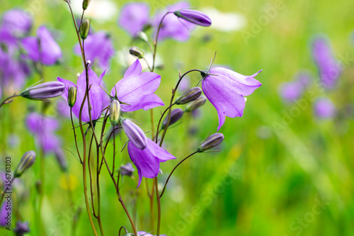 violet bellflower or campanula twig macro photo