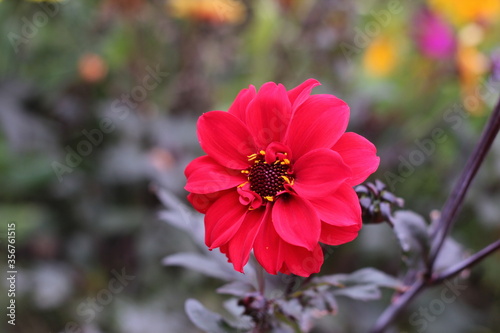 red flower