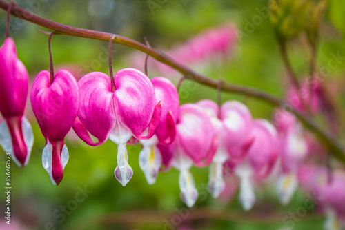 pink and white flowers