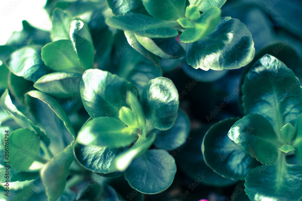 green plant. macro shot. eco background concept green plant. macro shot. eco background concept