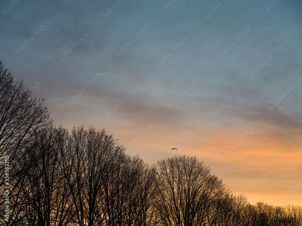 Fototapeta premium tree in the sky