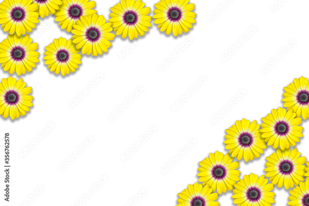 fiori gialli petali primavera sfondo bianco fiori gialli petali primavera sfondo bianco