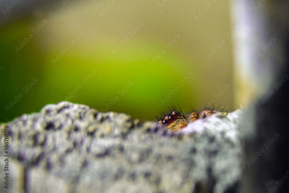 yellow spider eyes close up