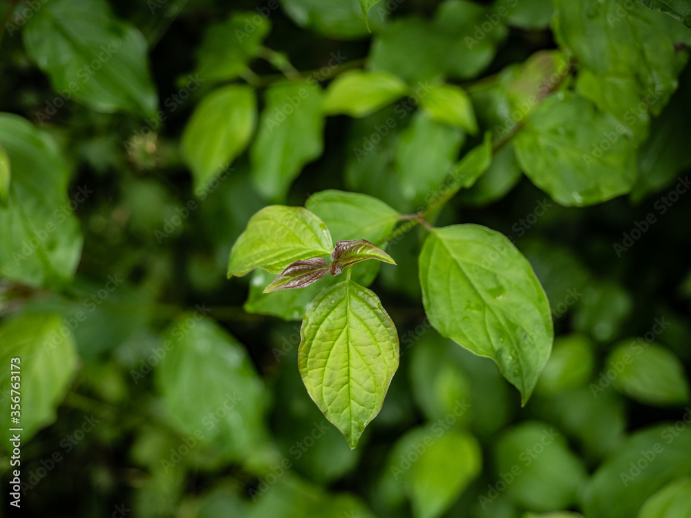 GREEN PLANTS GREEN PLANTS