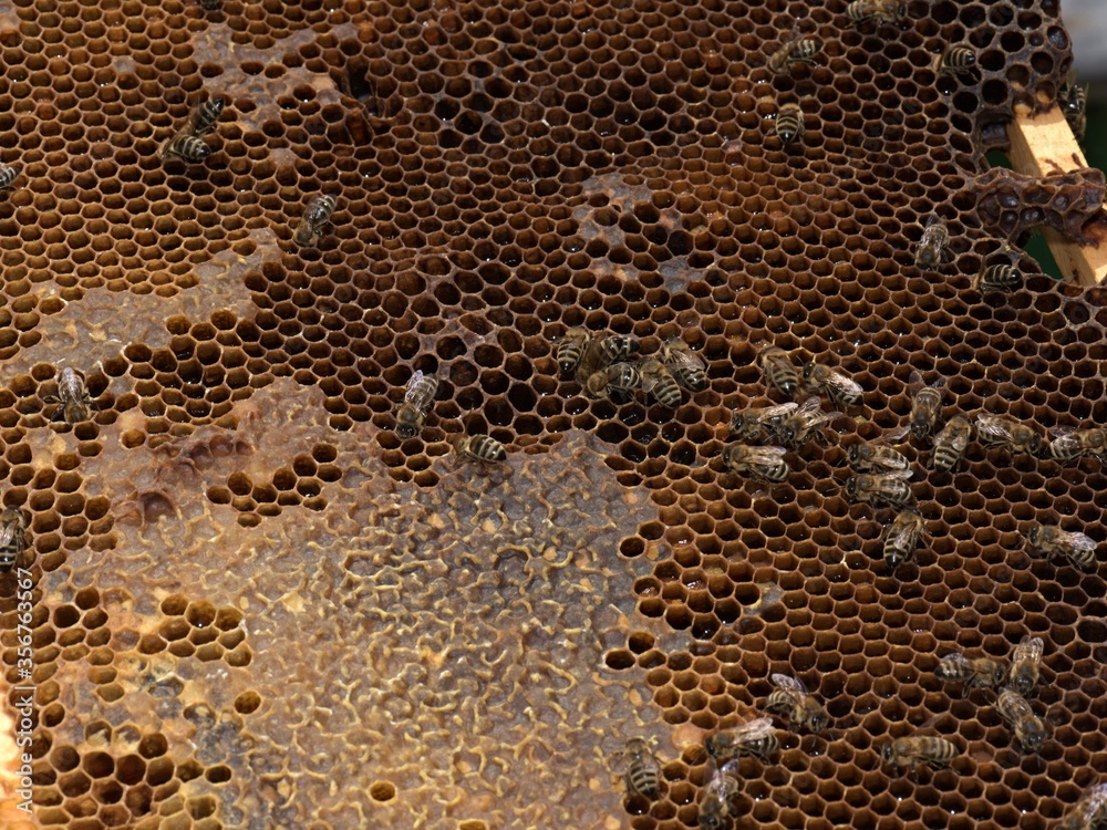 Close up of flying bees. Wooden beehive and bees. 