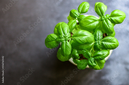 basil bush green stems and petals Menu concept serving size. food background top view copy space for text keto or paleo diet organic
