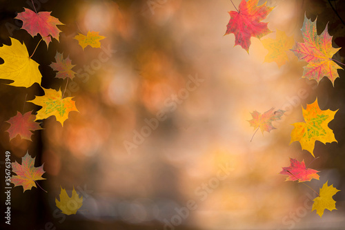 Autumn background. Colorful red fall maple leaves and abstract sun light