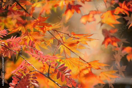 Autumn background. Colorful red fall maple leaves and abstract sun light