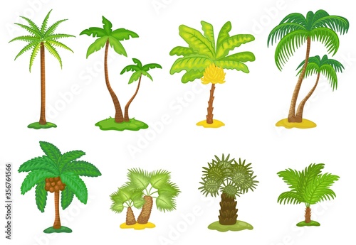 Set of tropical green palm trees cartoon icons, vector illustration isolated. © sabelskaya