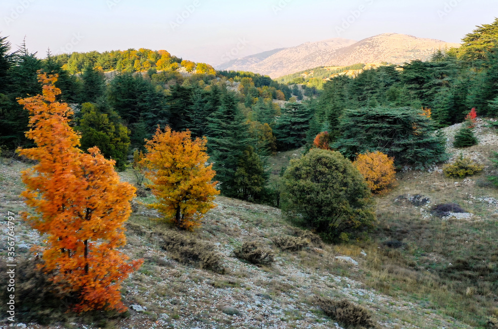 MULTI NATURAL COLOR AT CEDARS FOREST 