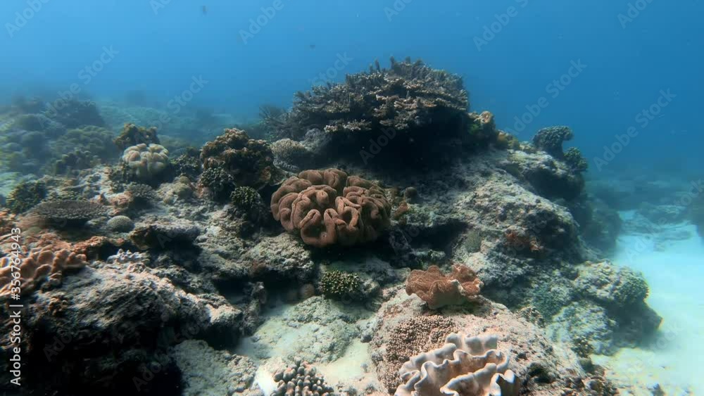 Underwater shot of marine flock of fish among multi-colored-coral Underwater shot of marine flock of fish among multi-colored-coral