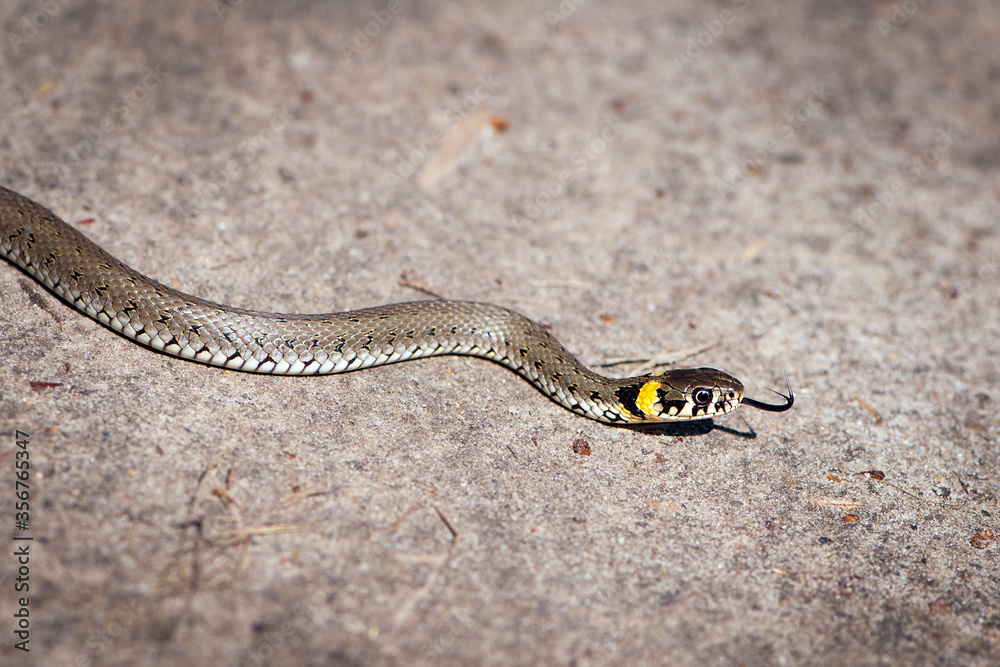 Fototapeta premium little snake creeping on the ground