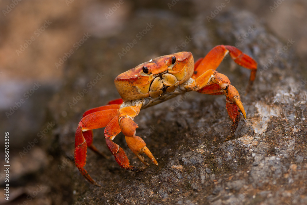 Red Crab