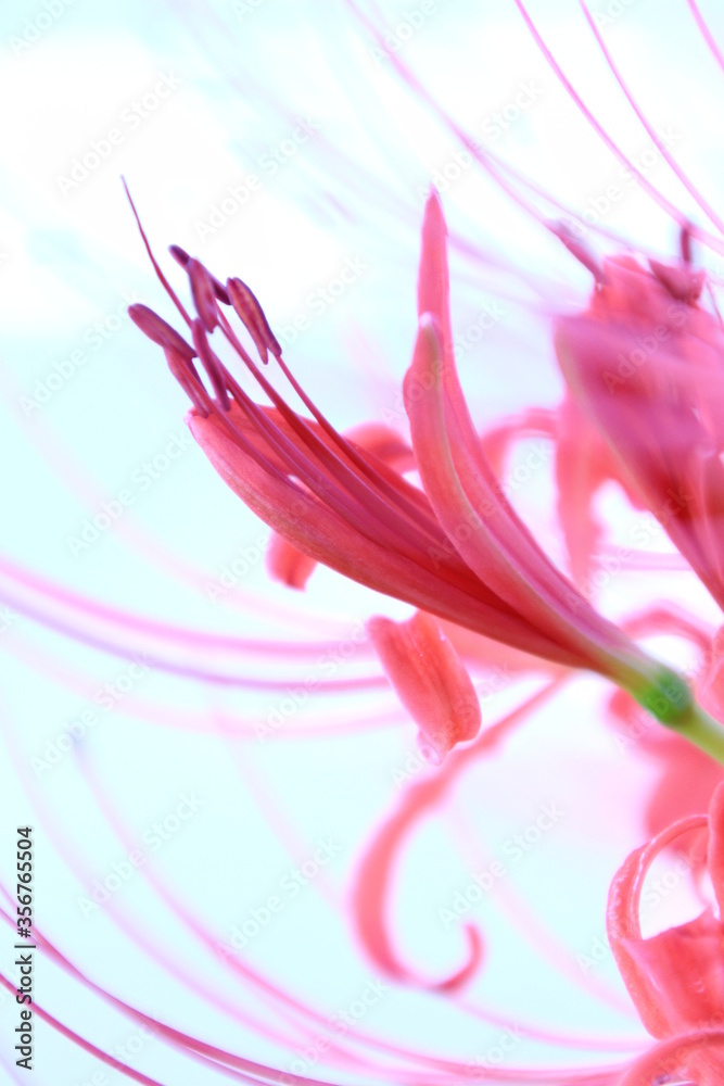 彼岸花 彼岸花