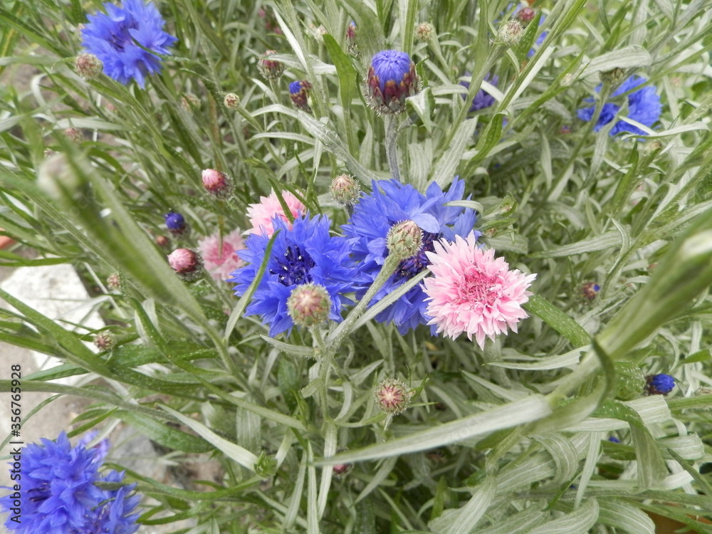 
Cornflowers flowers grow on a flowerbed.