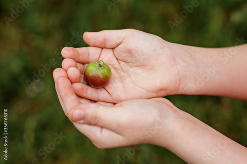A small Apple in the palm of your hand against a blurry bakground of greenery