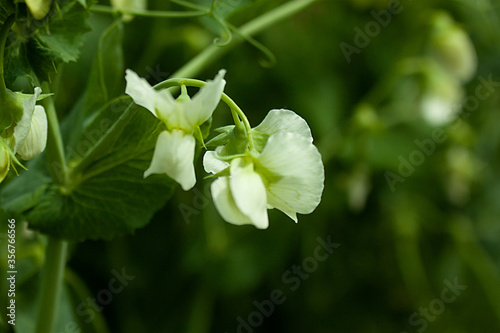 Green pea flower. Macro image
