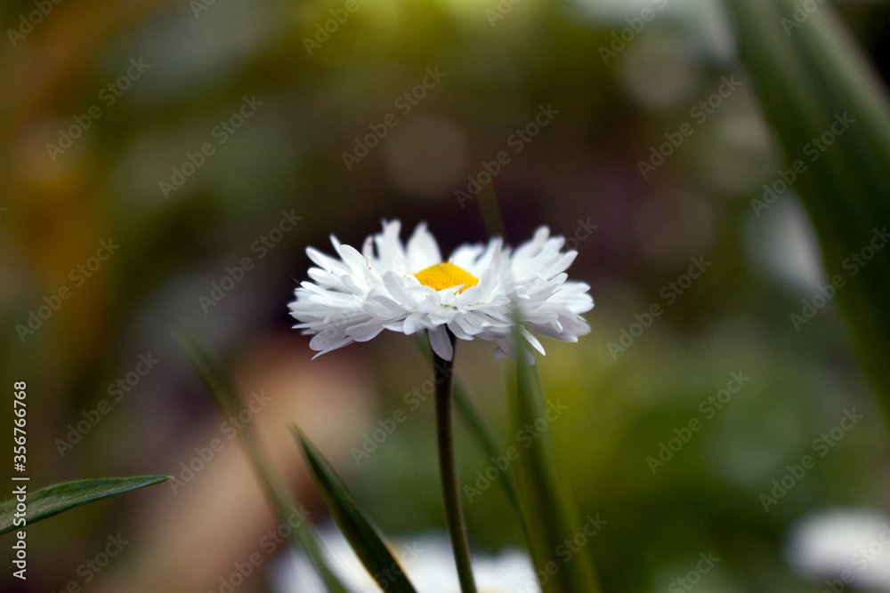 white daisy in the garden white daisy in the garden