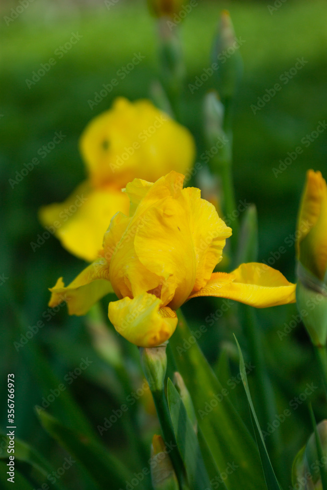 Yellow irises are photographed around summer Yellow irises are photographed around summer