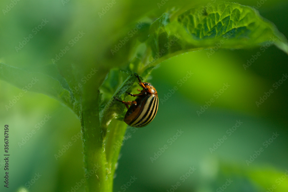 Beetle that eats potatoes Beetle that eats potatoes