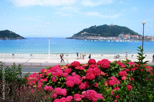 Red hydrangea flowers and blue sea water in the bay of the Spanish resort town of Donostia San Sebastian in the summer of 2019