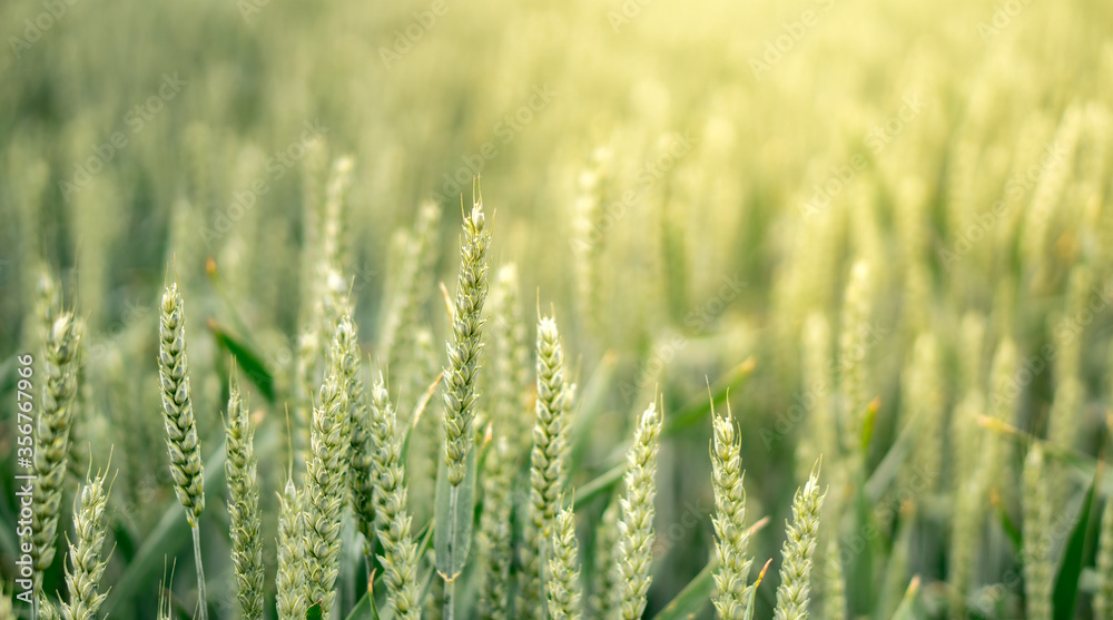 Fresh growing wheat on a farmland in foreground Fresh growing wheat on a farmland in foreground