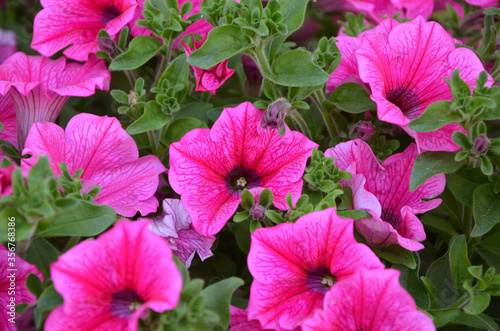 blooming petunia bright pink flowers close-up bokeh