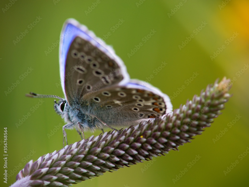 Fototapeta premium The Common Blue (Plebejus idas) is a species of diurnal butterfly in the blue family