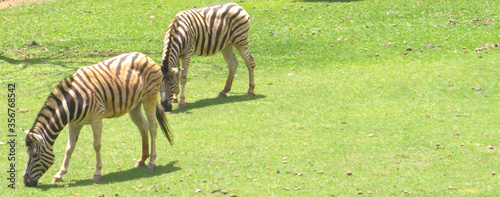 zebra in the grass