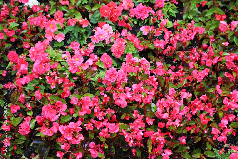 Many small red flowers on a bush on a summer sunny day