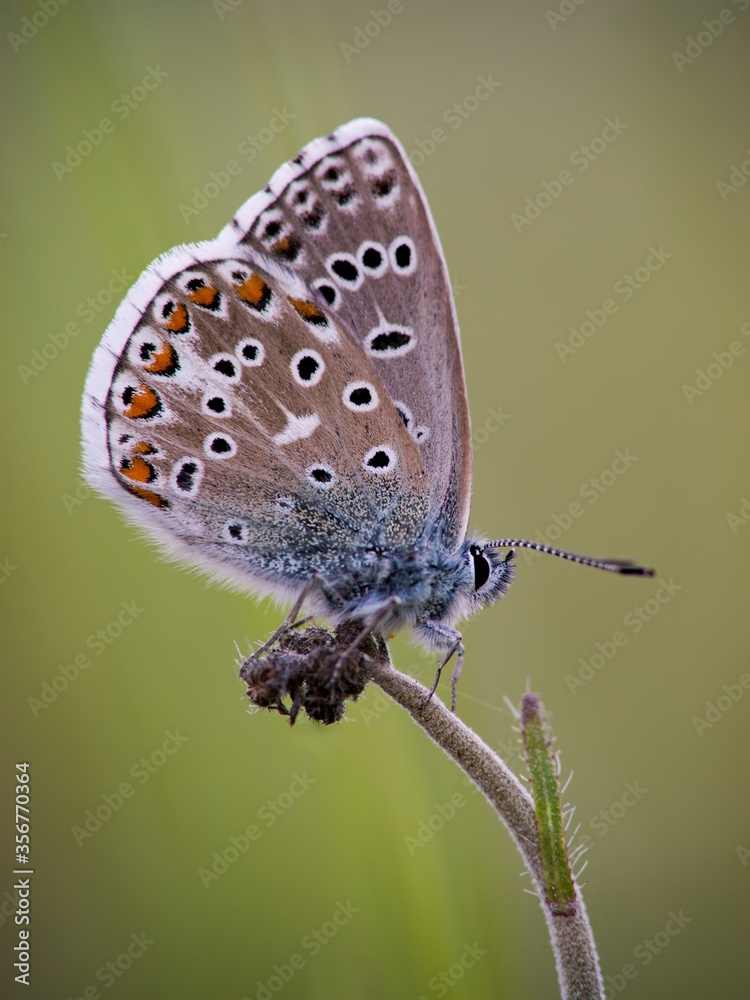 Obraz premium The Common Blue (Plebejus idas) is a species of diurnal butterfly in the blue family