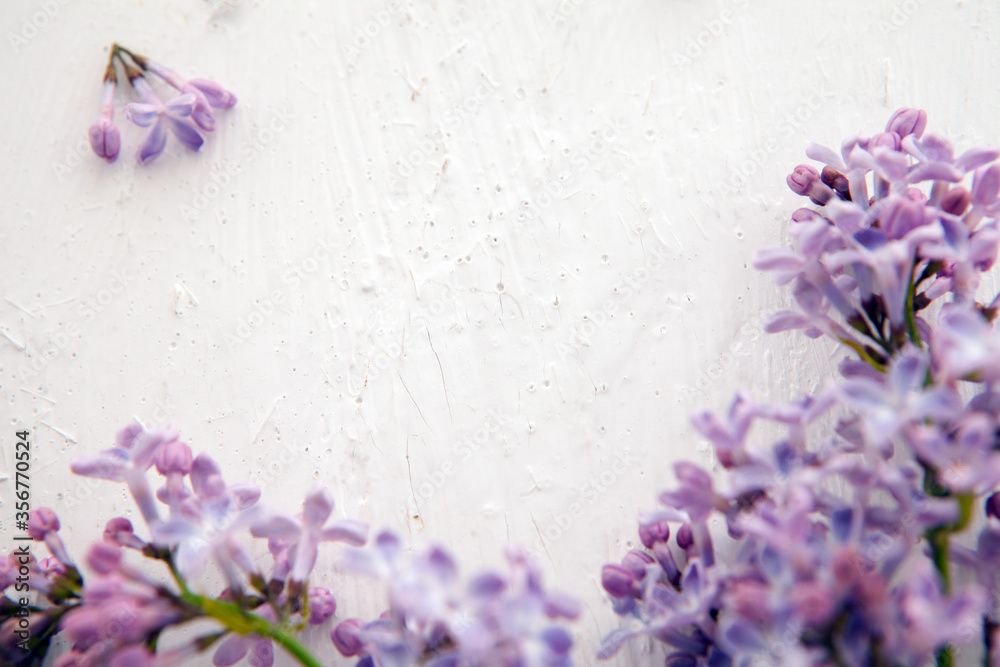 mocup of lilac on white background. Border of fresh lilac flowers isolated on white background