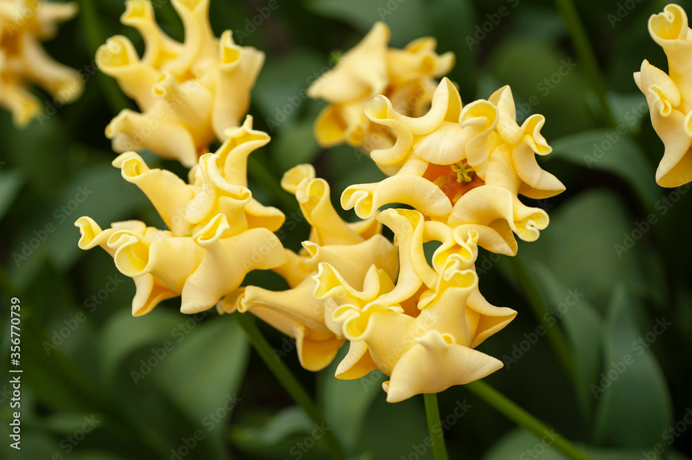 Tulipa ‘Yellow Crown’ closeup, selective focus..Keukenhof, The Netherlands.. Tulipa ‘Yellow Crown’ closeup, selective focus..Keukenhof, The Netherlands..
