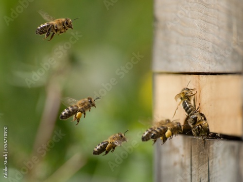 Individual bees returning to a wooden hive with pollen and nectar © Bělča