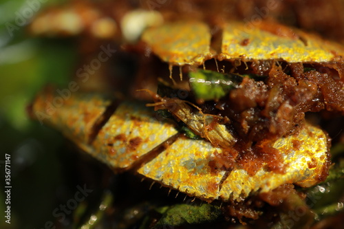 mathi pollichathu. kerala style preparation of sardine fish. fish marinated with indian spices and wrapped in banana leaf after that fried in hot tawa with coconut oil