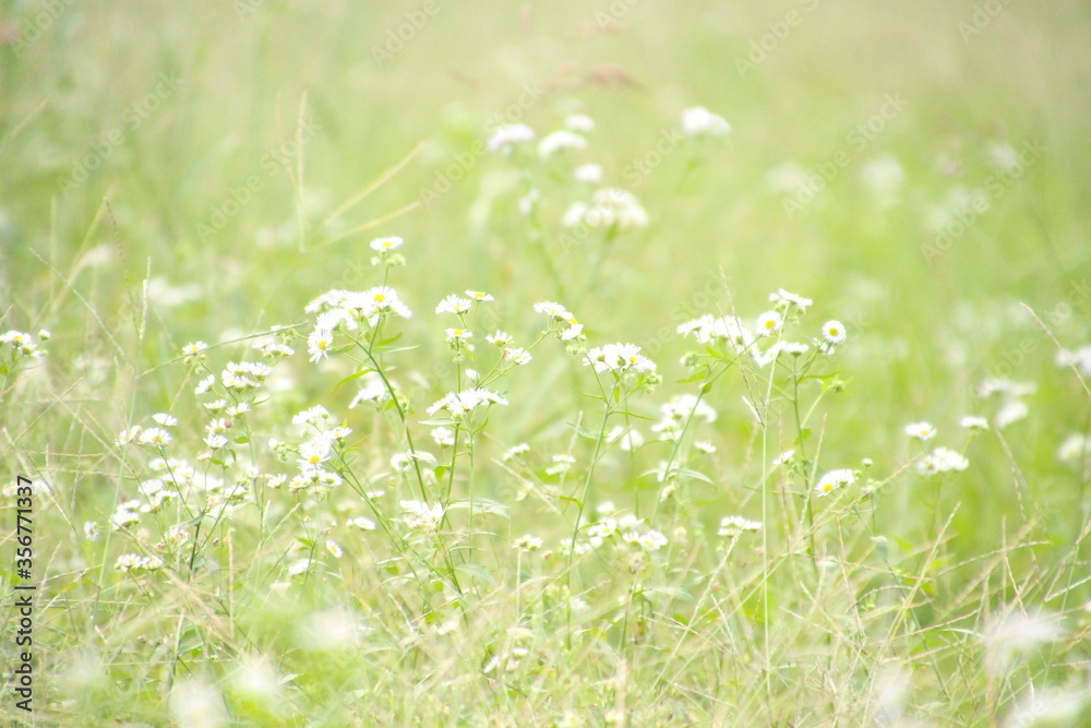 姫女苑 Stock Photo Adobe Stock